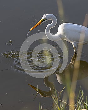 Nature wildlife image of Egret bird on wetland center in Kota Kinabalu, Sabah, Malaysia. Cattle egret bird Chilling