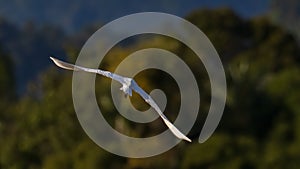 Nature wildlife image of Great Egret bird flying around paddy field