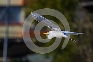 Nature wildlife image of Great Egret bird flying around paddy field