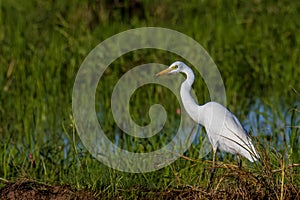 Nature wildlife image of Great Egret bird walk on paddy field