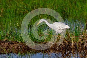 Nature wildlife image of Great Egret bird walk on paddy field