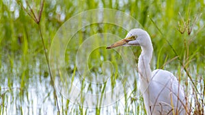 Nature wildlife image of Great Egret bird walk on paddy field