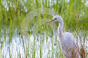 Nature wildlife image of Great Egret bird walk on paddy field