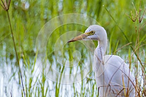 Nature wildlife image of Great Egret bird walk on paddy field