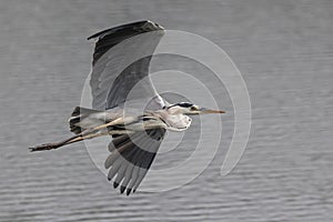 Nature wildlife image of grey heron bird in flight