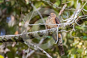 Nature wildlife image of The little cuckoo-dove perched in the middle of the foresting nature