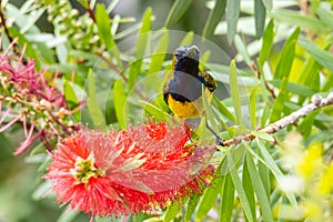 Nature wildlife image of Olive-backed sunbird with red flower in close up shot with stunning detail they drink sweet water from