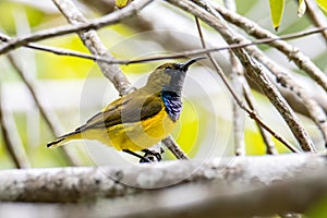 Nature wildlife image of Olive-backed sunbird with red flower in close up shot with stunning detail they drink sweet water from