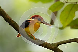 Nature wildlife image of Rufous backed Kingfisher perched on branch