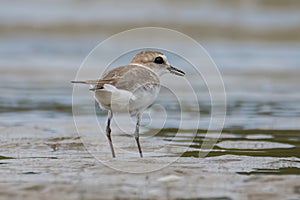 Nature wildlife image of Sand plover water bird on beach