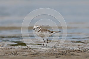 Nature wildlife image of Sand plover water bird on beach