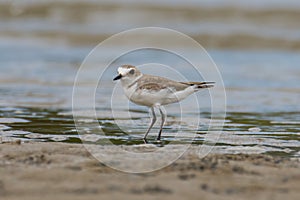 Nature wildlife image of Sand plover water bird on beach