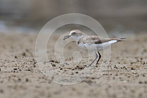 Nature wildlife image of Sand plover water bird on beach