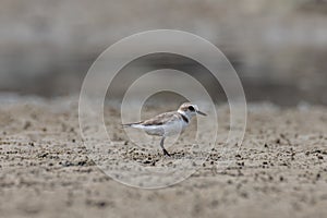 Nature wildlife image of Sand plover water bird on beach