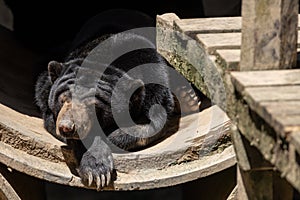 Nature wildlife image of Sunbear resting photo
