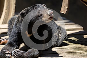 Nature wildlife image of Sunbear resting photo