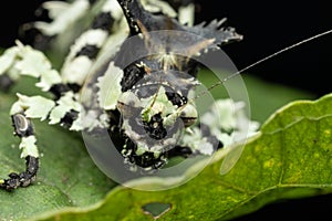 Nature wildlife image of Trachyzulpha Katydid or scientifically known as T. fruhstorferi, Tettigoniidae