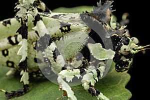 Nature wildlife image of Trachyzulpha Katydid or scientifically known as T. fruhstorferi, Tettigoniidae
