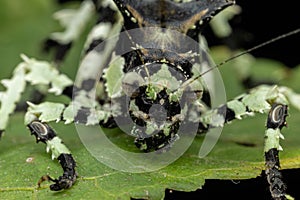 Nature wildlife image of Trachyzulpha Katydid or scientifically known as T. fruhstorferi, Tettigoniidae