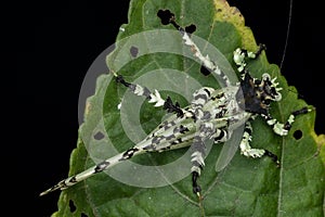 Nature wildlife image of Trachyzulpha Katydid or scientifically known as T. fruhstorferi, Tettigoniidae