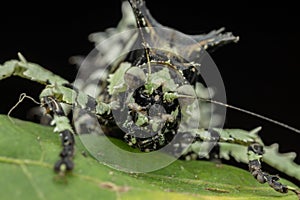 Nature wildlife image of Trachyzulpha Katydid or scientifically known as T. fruhstorferi, Tettigoniidae