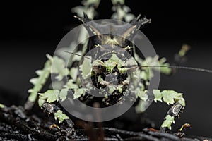 Nature wildlife image of Trachyzulpha Katydid or scientifically known as T. fruhstorferi, Tettigoniidae