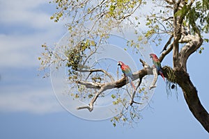 Nature and wildlife of Mato Grosso do Sul, Pantanal, Brazil