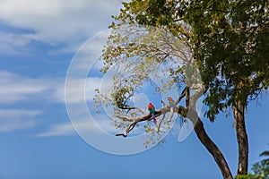 Nature and wildlife of Mato Grosso do Sul, Pantanal, Brazil