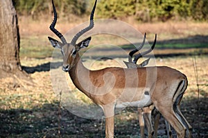 Nature Wildlife Scene in a National Park in Africa in the Great Rift Valley