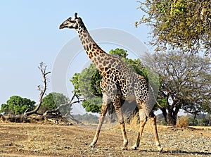 Nature Wildlife Scene in a National Park in Africa in the Great Rift Valley