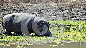 Nature Wildlife Scene in a National Park in Africa in the Great Rift Valley