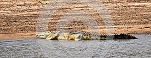 Nature Wildlife Scene in a National Park in Africa in the Great Rift Valley