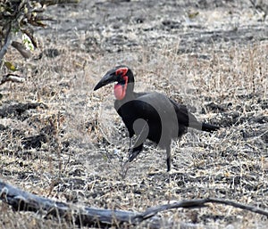 Nature Wildlife Scene in a National Park in Africa in the Great Rift Valley