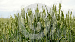 Nature and the wind. Green Wheat field.