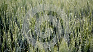 Nature and the wind. Green Wheat field.