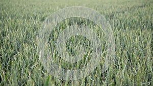 Nature and the wind. Green Wheat field.