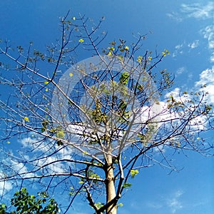 Nature wins it Shine& x27;s every where