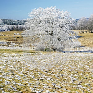 nature in winter, Dï¿½partement du Tarn, France