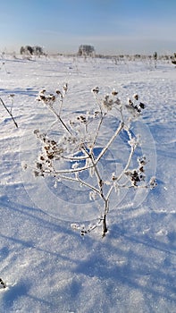 Nature winter plant