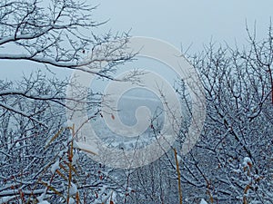 Nature during winter. Snow-covered branches of trees, ground covered with a layer of white snow.