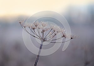 Nature winter time background of cartwheel flower head.