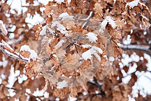 Yellow dead dry leaves of old Oak tree Plantae Quercus covered with snow in the winter season background image selective focus