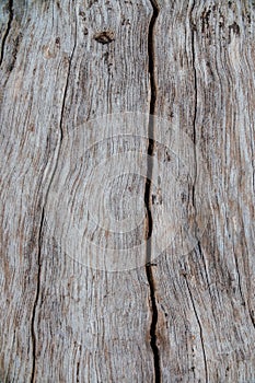 Nature wood bark pattern or texture. Old rough tree brown natural wooden abstract background.