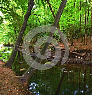 Nature, woods and river in creek with trees, landscape and environment in autumn with green plants. Forest, water and