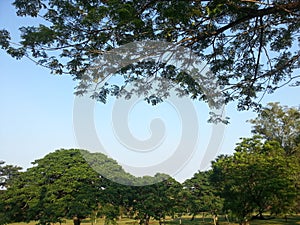 Nature woods sky state two .