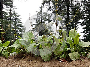 Nature& x27;s Beauty