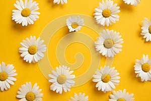 Nature yellow flower daisy pattern background spring floral white bloom art chamomile blossom