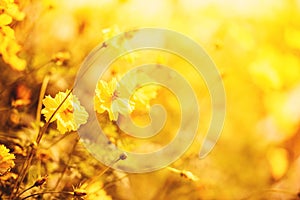 Nature yellow flower field blur background Yellow plant calendula autumn colors beautiful in the garden