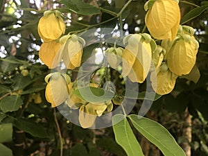 Nature yellow flower field yellow plants autumn colors beautify the garden.