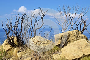 Nature in Zakynthos island in Grece